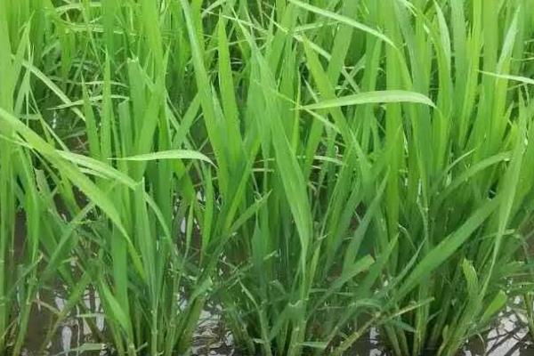 水稻分蘖期的管理要点，注意科学管水和早施分蘖肥