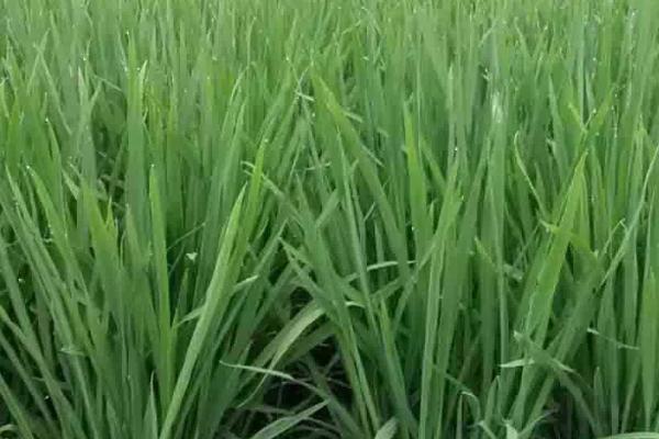 水稻分蘖期的管理要点，注意科学管水和早施分蘖肥