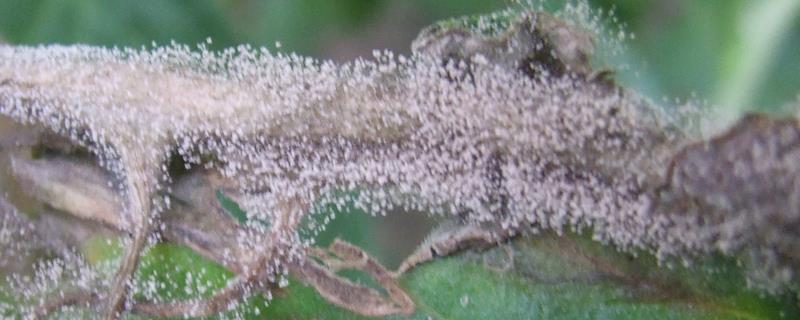 灰霉病的危害，是被葡萄孢属的真菌侵染的病害