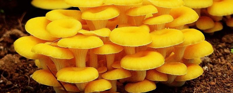 好吃的蘑菇品种有哪些，常见的有榆黄菇、羊肚菌等
