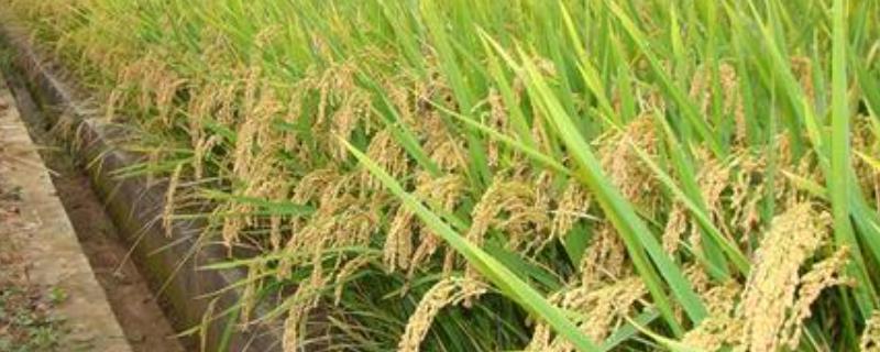 东研稻19水稻种子介绍，4月下旬播种