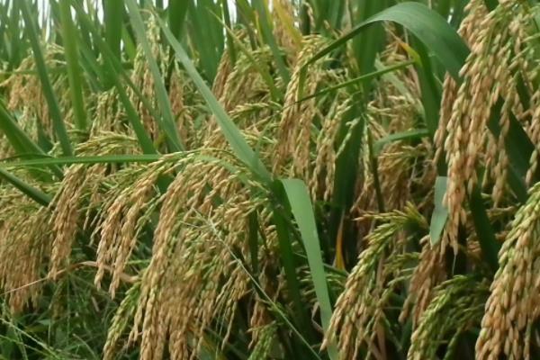 盐粳431水稻种子简介，每亩有效穗数34.1万穗