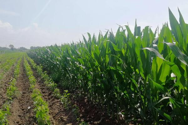 京翔糯117玉米品种的特性，4月下旬至5月上旬播种