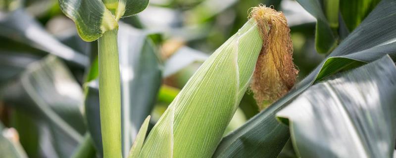 京翔糯117玉米品种的特性，4月下旬至5月上旬播种