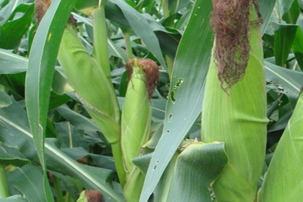 大泽806玉米种简介，4月下旬至5月上旬播种