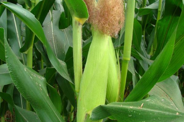大泽806玉米种简介，4月下旬至5月上旬播种
