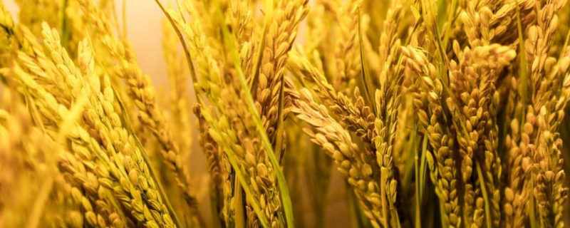 万利粳1号水稻种子特征特性，采用旱育秧稀播种技术