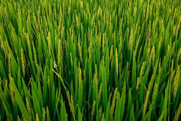 美锋稻217水稻种简介，4月上旬至中旬播种