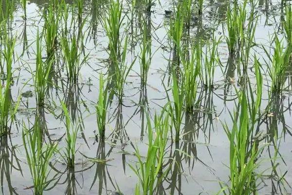 美锋稻217水稻种简介，4月上旬至中旬播种
