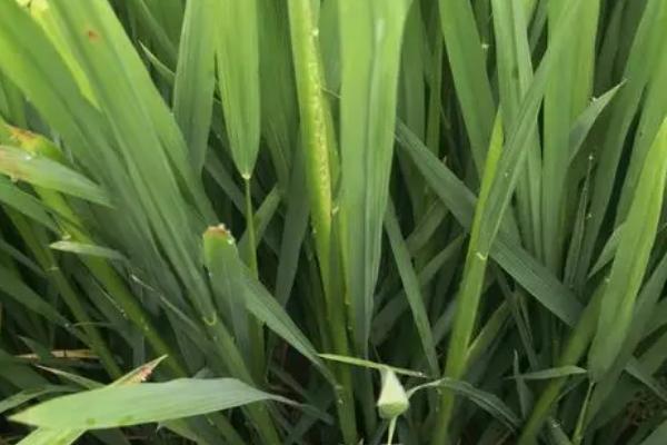 万利粳1号水稻种子特征特性，采用旱育秧稀播种技术
