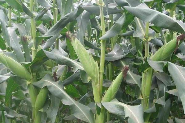 乐盈805玉米品种的特性，中等肥力以上地块栽培