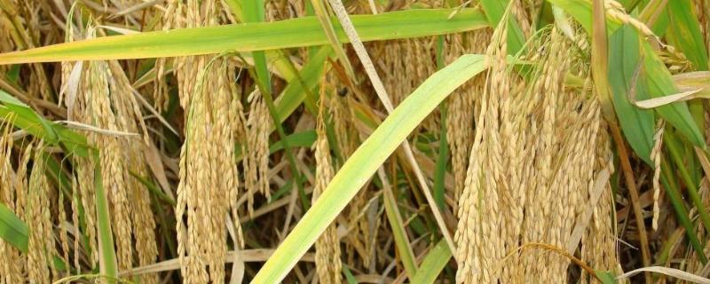 华香粳1号水稻品种的特性，生育期159天左右