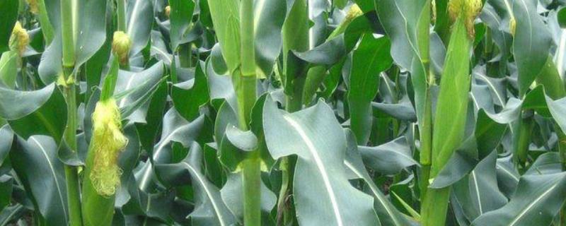 绿糯635玉米种子介绍，中等肥力以上地块栽培