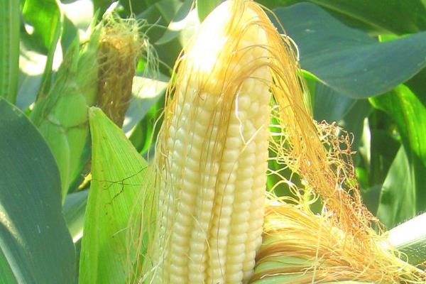 吉农大36玉米种子特征特性，中熟品种