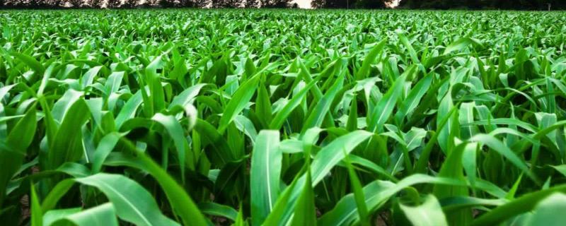 凤田101玉米品种简介，中等肥力以上地块栽培