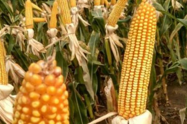 吉农大36玉米种子特征特性，中熟品种