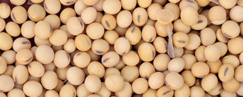 中科毛豆3号大豆品种的特性，密度不易过密