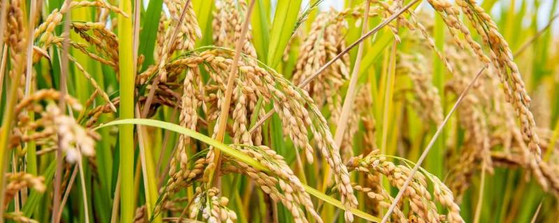 长乐520水稻种子介绍，叶瘟表现中抗