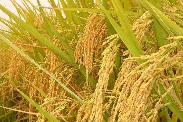 佳稻11水稻种子特点，每亩有效穗数25.0万