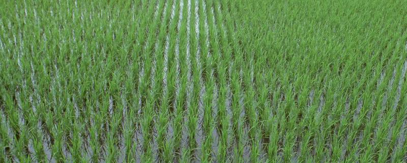 佳稻10水稻种子特点，叶瘟表现中抗