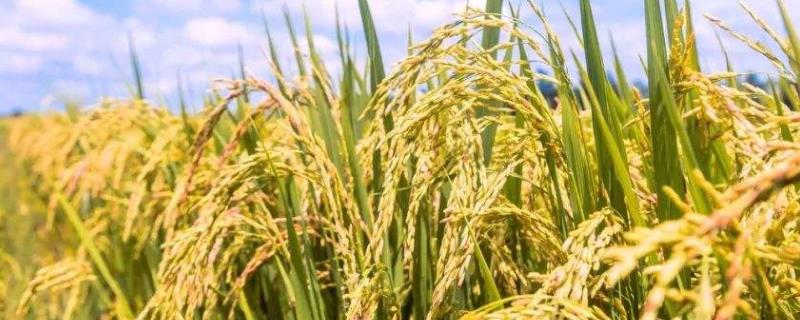 通禾861水稻品种简介，中晚熟品种