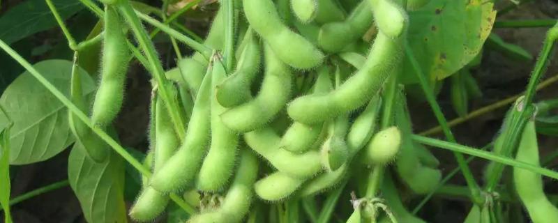 吉育643大豆种子特征特性，注意防治大豆蚜虫