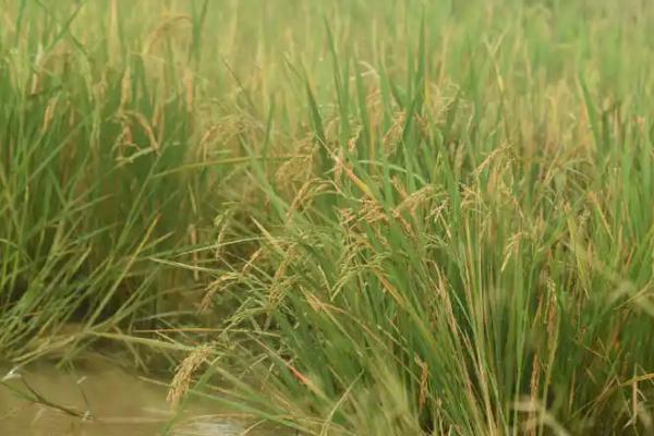 吉粳536水稻种简介，每亩有效穗数22.2万