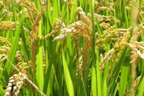华育5505水稻品种的特性，4月中旬播种