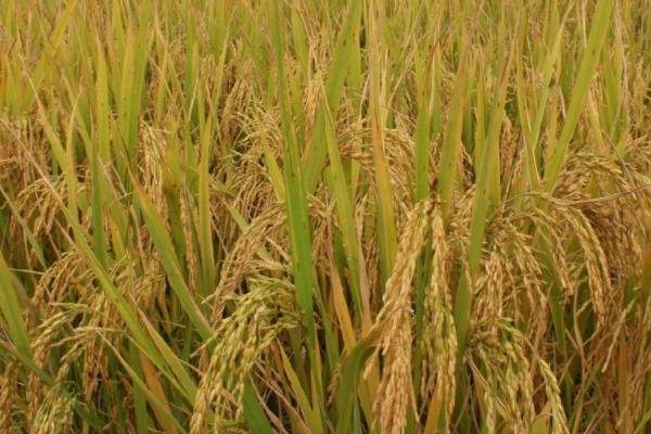 翔贺611水稻品种的特性，7月上中旬注意防治二化螟