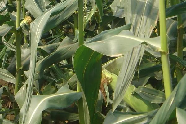 龙辐玉20玉米种子特点，注意大斑病和茎腐病防治