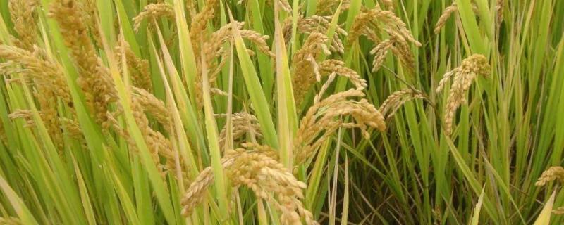 翔贺611水稻品种的特性，7月上中旬注意防治二化螟