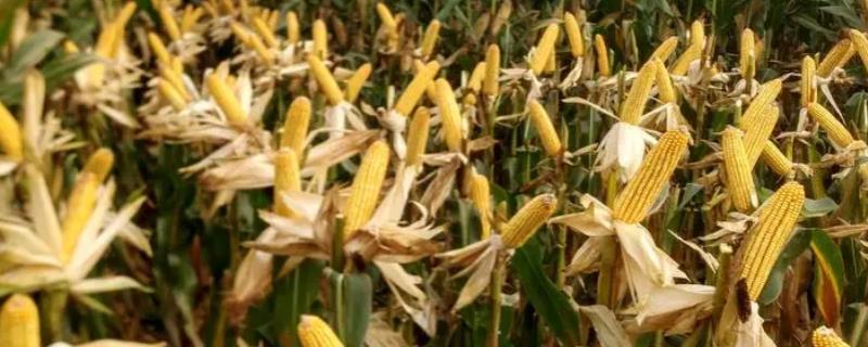 裕丰303玉米品种简介，东华北春玉米区出苗至成熟125天