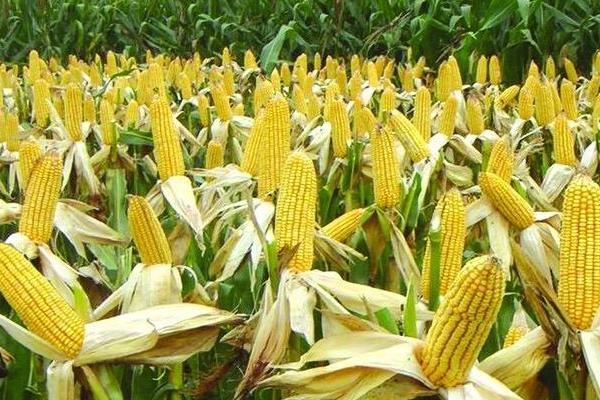 金张掖1706玉米种子简介，种植密度每亩4500株