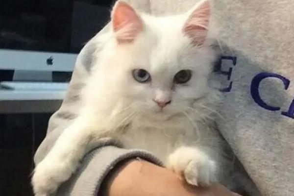 抱猫的正确方式，手必须随时随地都要托住猫的身体