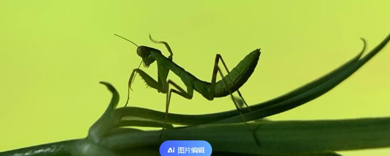 螳螂如何分辨公母，可以从体型、腹节数量等方面区分