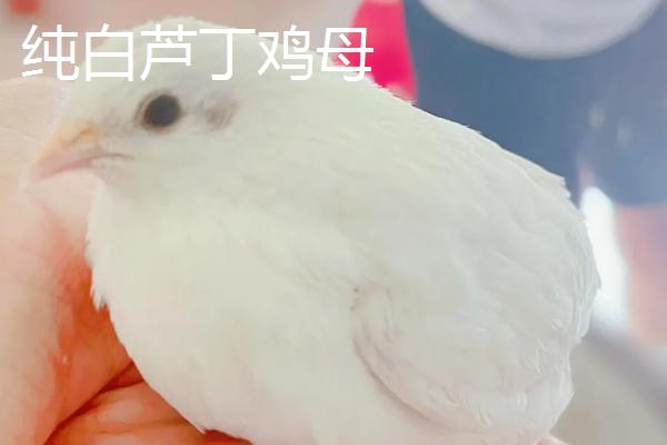 纯白芦丁鸡如何区分公母，可根据肛门鉴别
