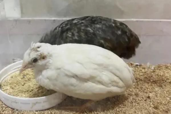 纯白芦丁鸡如何区分公母，可根据肛门鉴别