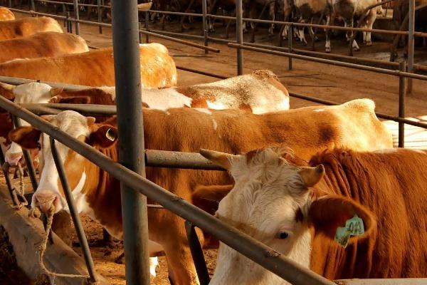 散户养牛不赚钱的原因，苗种价格高、育肥效率差等