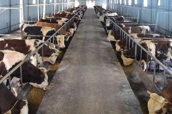 散户养牛不赚钱的原因，苗种价格高、育肥效率差等