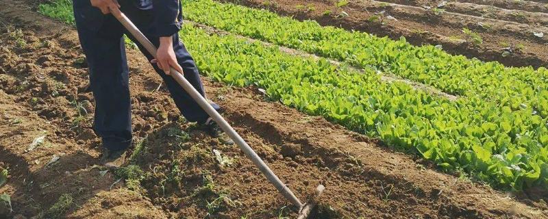 种蔬菜要施底肥吗，施底肥可保证蔬菜健康生长