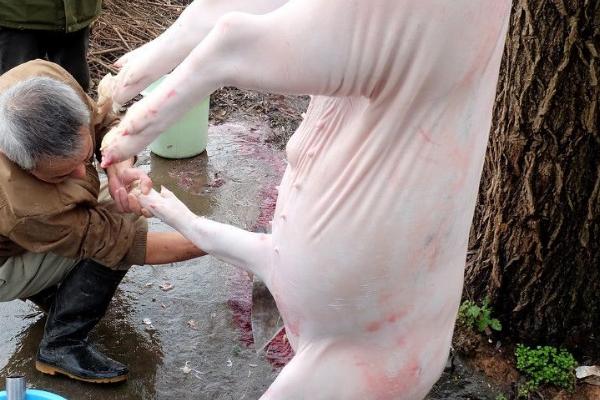 农村杀猪脱毛最快的方法，可以在水里添加小苏打
