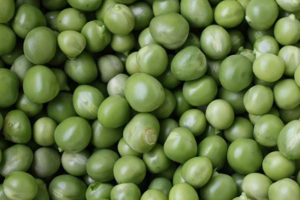 铁豆112大豆种子介绍，注意防治虫害