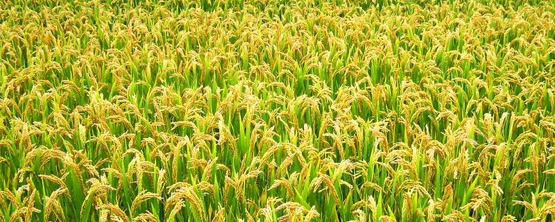 十新稻405水稻种子特征特性，粳型常规水稻品种