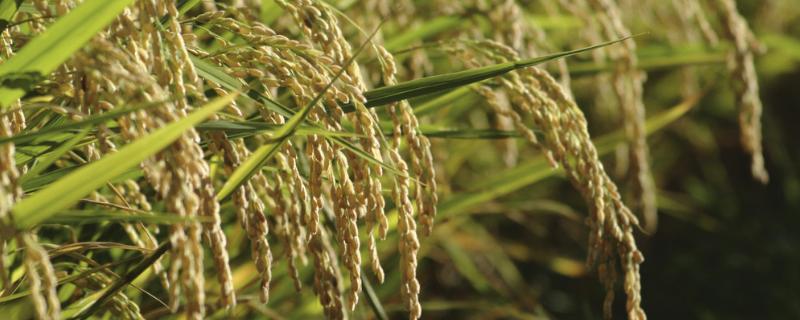 美锋稻331水稻种子特征特性，4月上旬至中旬播种
