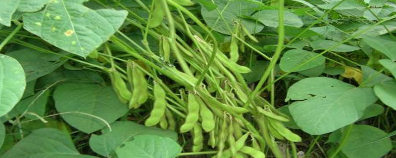 铁豆102大豆种子简介，生育期间加强管理