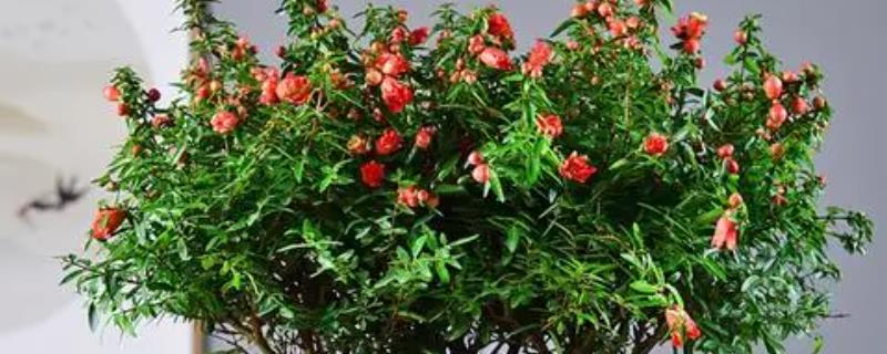 石榴花盆栽的养殖方法，使用比较浅的花盆来养殖