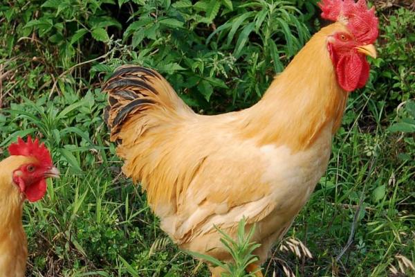 怎么防治鸡结核病，患病鸡应直接淘汰