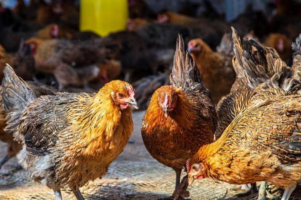怎么防治鸡结核病，患病鸡应直接淘汰