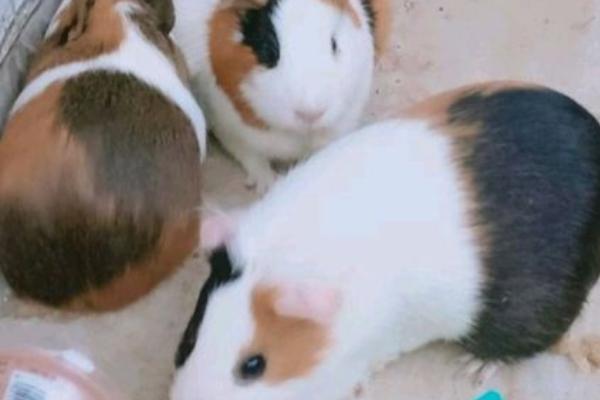 荷兰猪怀孕的表现，一般会出现食欲增加、活跃性下降等表现