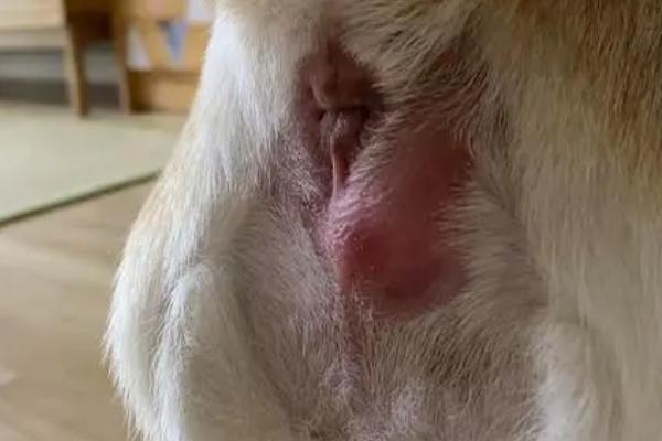 狗狗肛门红肿鼓起大包什么原因，可能是长期没有清理肛门腺导致的
